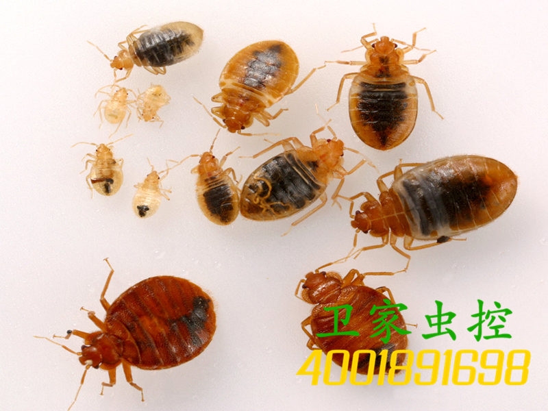 南海桂城杀虫公司，如何消灭臭虫？教你5种方法易操作